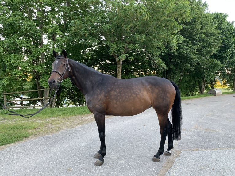 Bayerisches warmbloed Merrie 17 Jaar 160 cm Donkerbruin in Engstingen