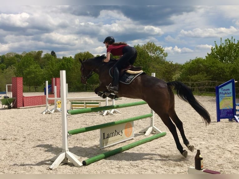 Bayerisches warmbloed Merrie 17 Jaar 160 cm Donkerbruin in Engstingen