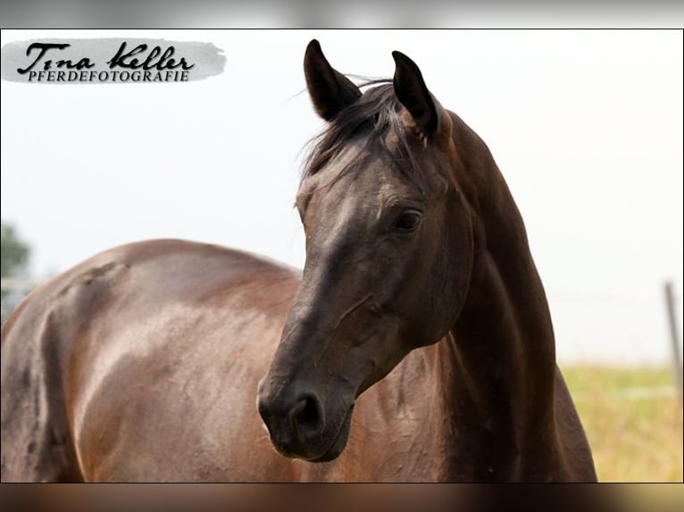 Bayerisches warmbloed Merrie 17 Jaar 165 cm Zwartbruin in Rehau