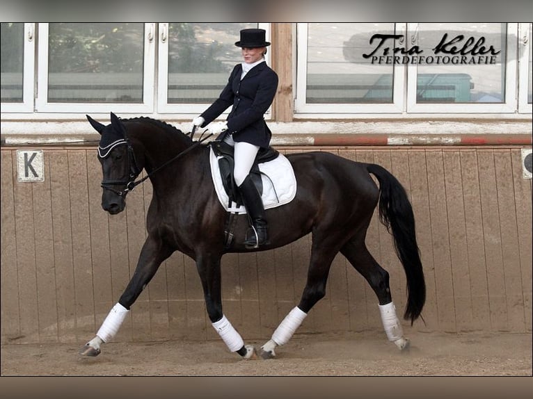 Bayerisches warmbloed Merrie 17 Jaar 165 cm Zwartbruin in Rehau