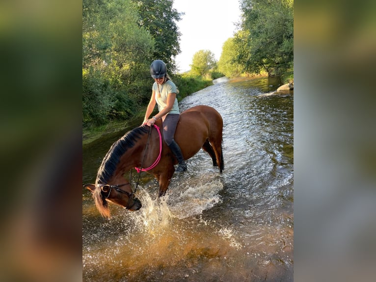 Bayerisches warmbloed Merrie 17 Jaar 166 cm Bruin in Altenmünster