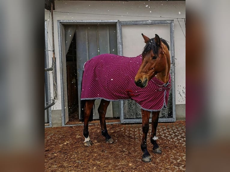 Bayerisches warmbloed Merrie 17 Jaar 166 cm Bruin in Altenmünster