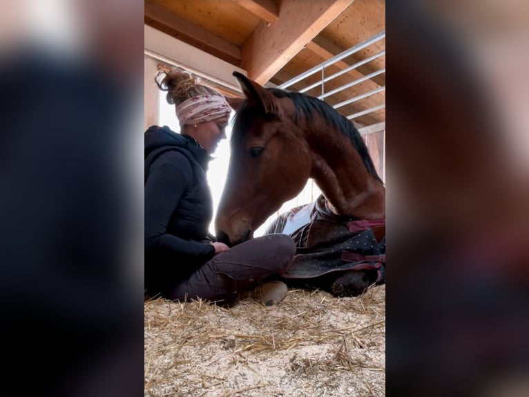 Bayerisches warmbloed Merrie 17 Jaar 166 cm Bruin in Altenmünster