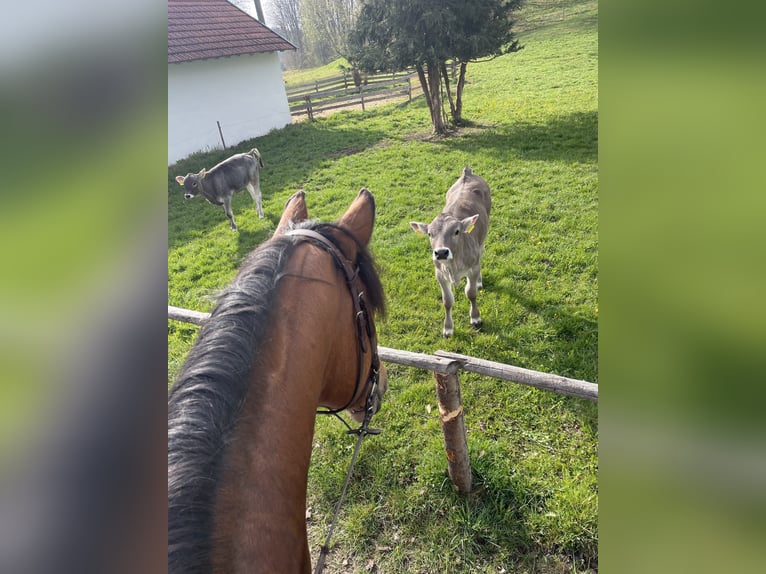 Bayerisches warmbloed Merrie 17 Jaar 166 cm Bruin in Altenmünster