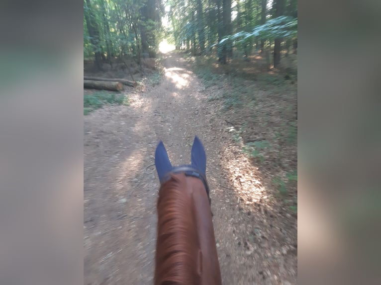 Bayerisches warmbloed Merrie 17 Jaar 168 cm Vos in Roßtal