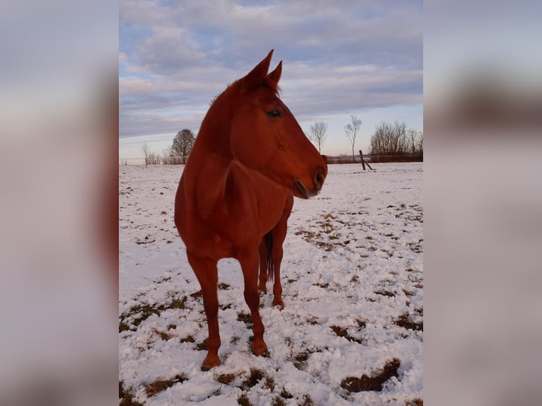 Bayerisches warmbloed Merrie 17 Jaar 168 cm Vos in Roßtal