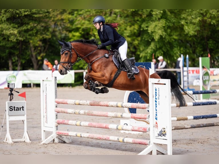 Bayerisches warmbloed Merrie 17 Jaar 170 cm Bruin in Unterbreizbach
