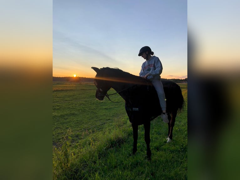 Bayerisches warmbloed Merrie 17 Jaar 172 cm Donkerbruin in Straßlach-Dingharting