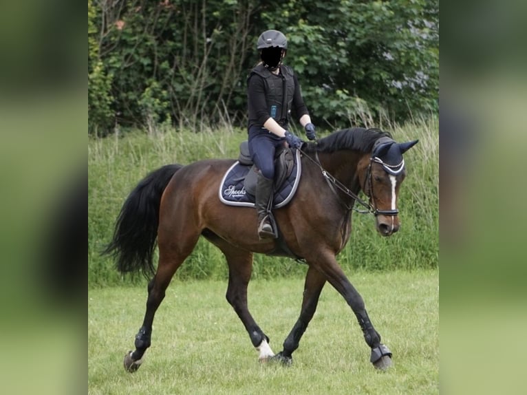 Bayerisches warmbloed Merrie 17 Jaar 172 cm Donkerbruin in Straßlach-Dingharting