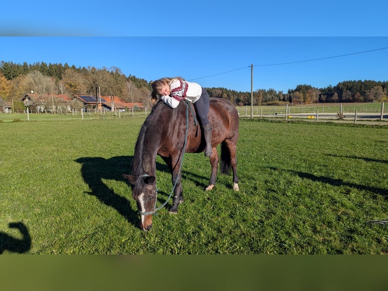 Bayerisches warmbloed Merrie 17 Jaar 172 cm Donkerbruin in Straßlach-Dingharting