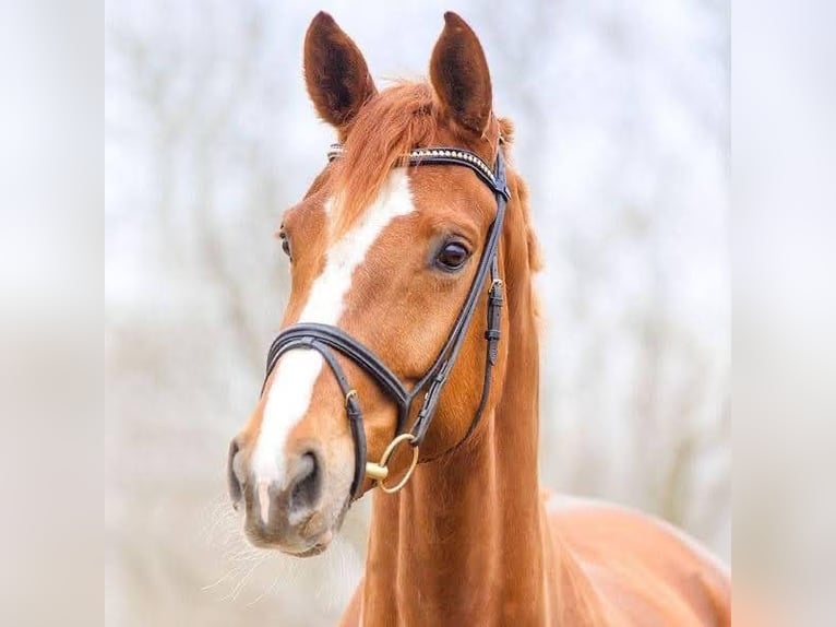 Bayerisches warmbloed Merrie 17 Jaar 178 cm Vos in Berlin
