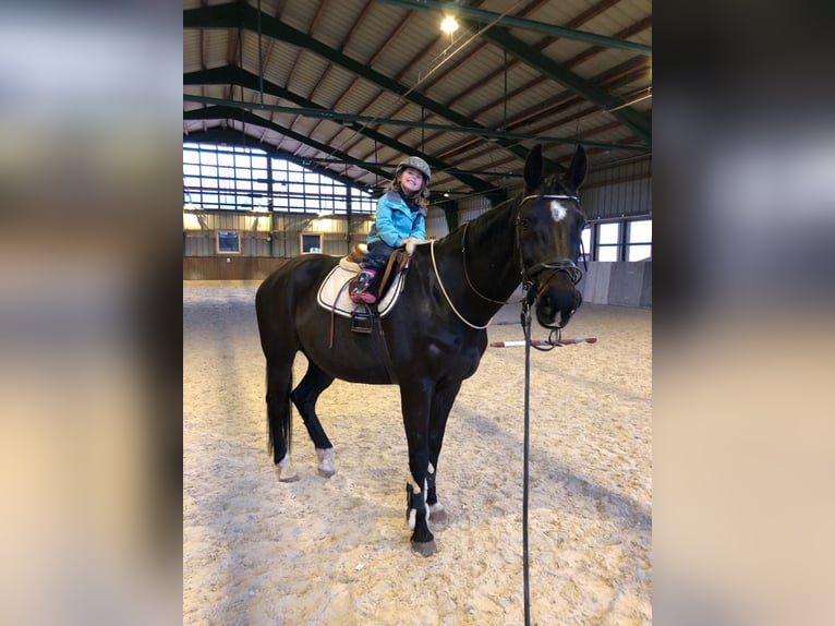 Bayerisches warmbloed Merrie 18 Jaar 168 cm Zwartbruin in Neureichenau