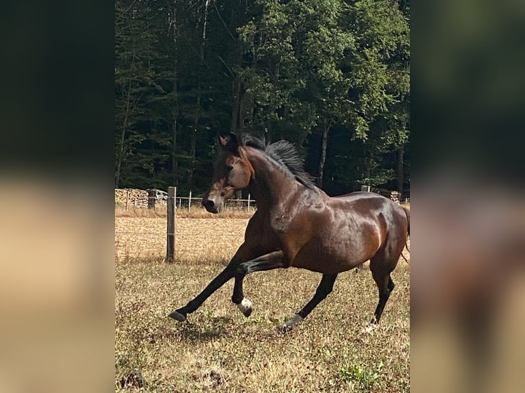 Bayerisches warmbloed Merrie 19 Jaar 162 cm Donkerbruin in Schondra