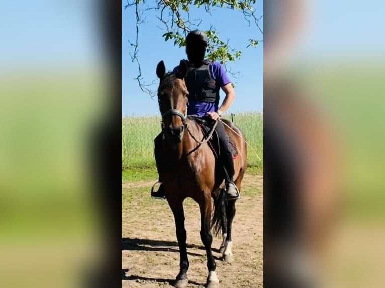 Bayerisches warmbloed Merrie 19 Jaar 162 cm Donkerbruin in Schondra