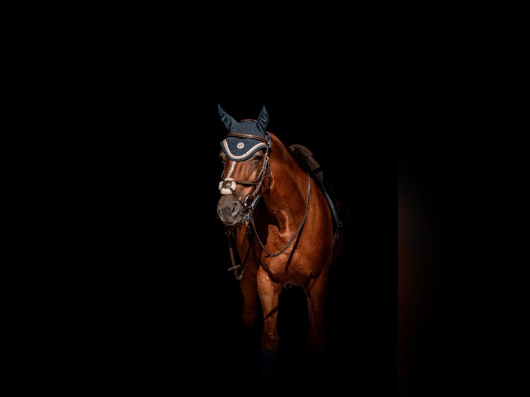 Bayerisches warmbloed Merrie 19 Jaar 163 cm Vos in Ahausen