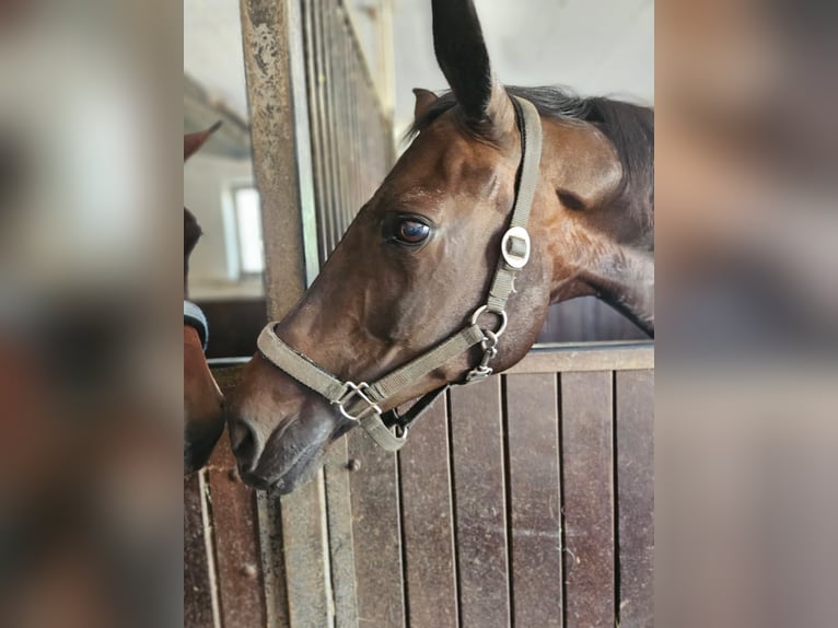 Bayerisches warmbloed Merrie 19 Jaar 167 cm Donkerbruin in Mengkofen