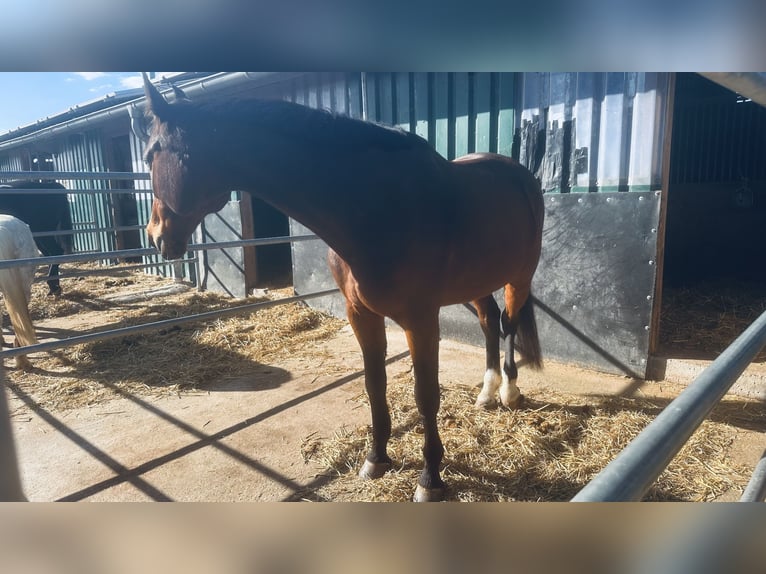 Bayerisches warmbloed Merrie 19 Jaar 170 cm Bruin in Warstein
