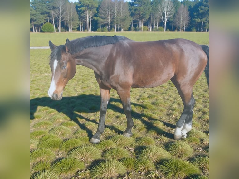 Bayerisches warmbloed Merrie 19 Jaar 170 cm Bruin in Warstein