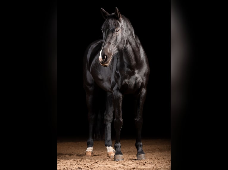 Bayerisches warmbloed Merrie 19 Jaar 173 cm Zwartbruin in Leipzig
