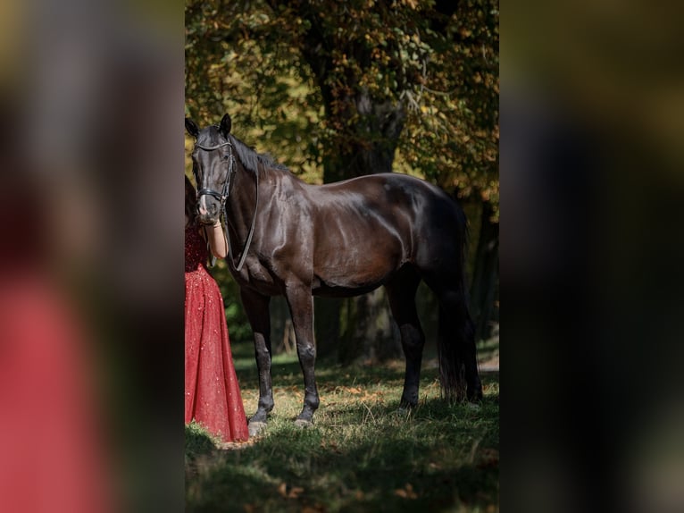 Bayerisches warmbloed Merrie 19 Jaar 173 cm Zwartbruin in Leipzig