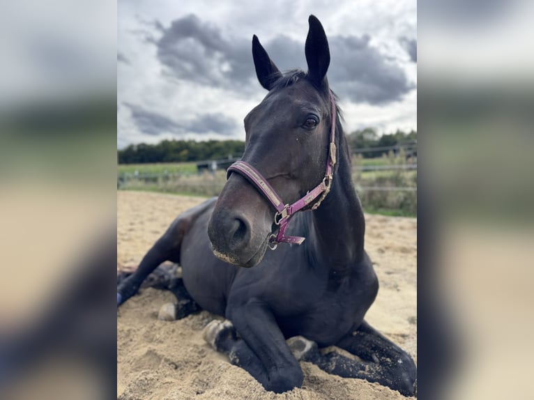 Bayerisches warmbloed Merrie 19 Jaar 179 cm Zwart in Buch am Buchrain