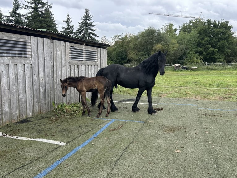 Bayerisches warmbloed Mix Merrie 1 Jaar 160 cm kan schimmel zijn in Gau Bickelheim