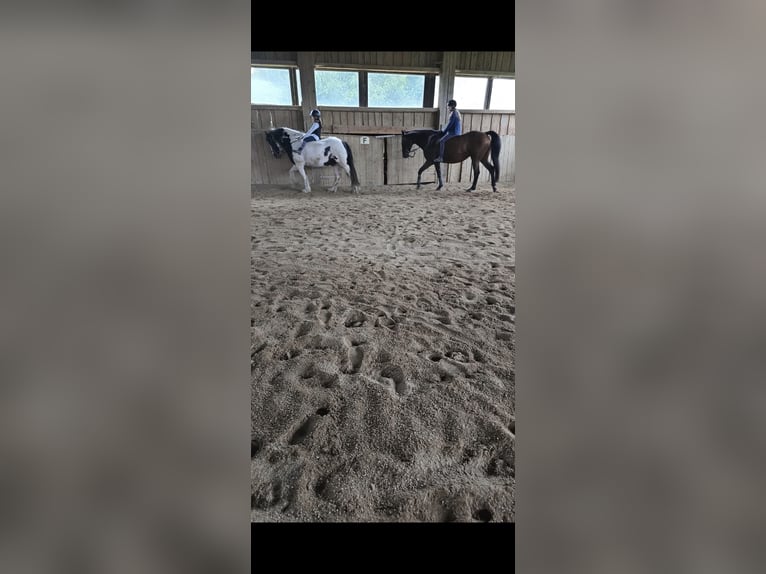 Bayerisches warmbloed Merrie 20 Jaar 168 cm Bruin in Johanniskirchen