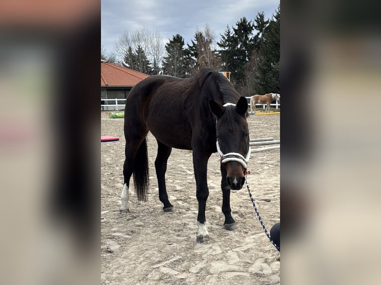 Bayerisches warmbloed Merrie 20 Jaar 170 cm in Tirol