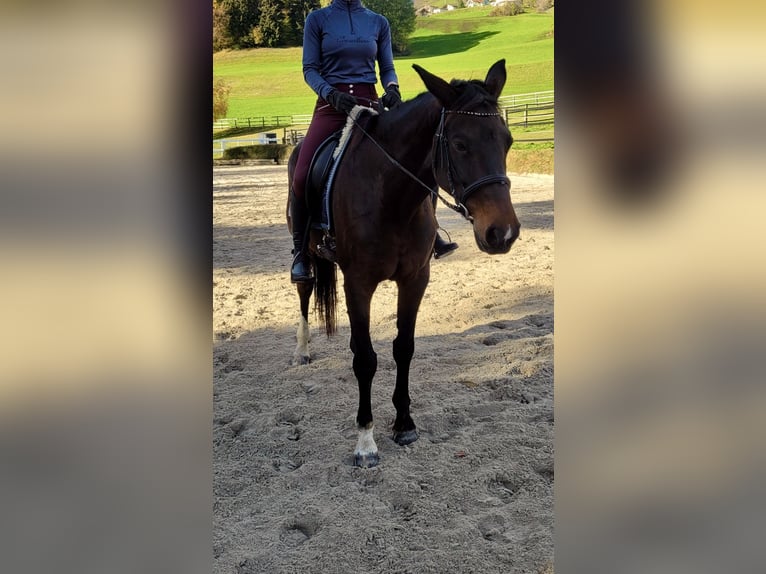 Bayerisches warmbloed Merrie 20 Jaar 170 cm in Tirol