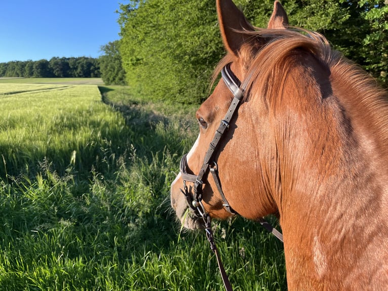 Bayerisches warmbloed Merrie 20 Jaar 170 cm Vos in Wassertrüdingen
