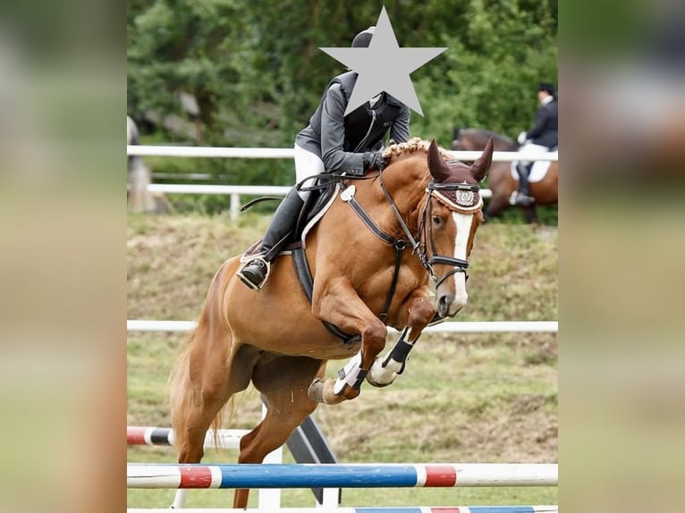 Bayerisches warmbloed Merrie 20 Jaar 170 cm Vos in Wassertrüdingen