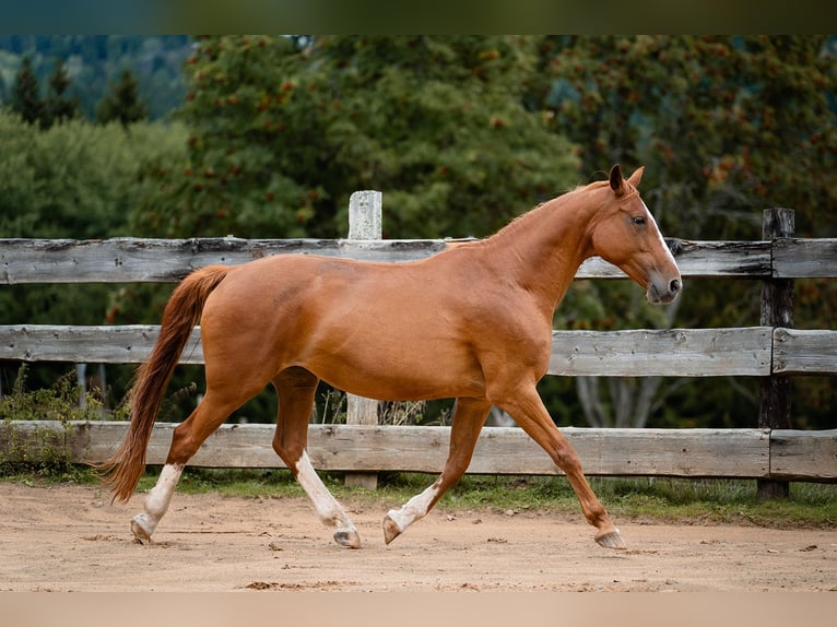 Bayerisches warmbloed Merrie 21 Jaar 162 cm Vos in Haidmühle
