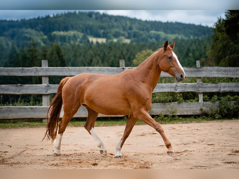 Bayerisches warmbloed Merrie 21 Jaar 162 cm Vos in Haidmühle