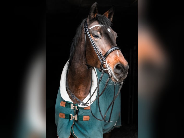 Bayerisches warmbloed Merrie 21 Jaar 175 cm Bruin in Pilsting