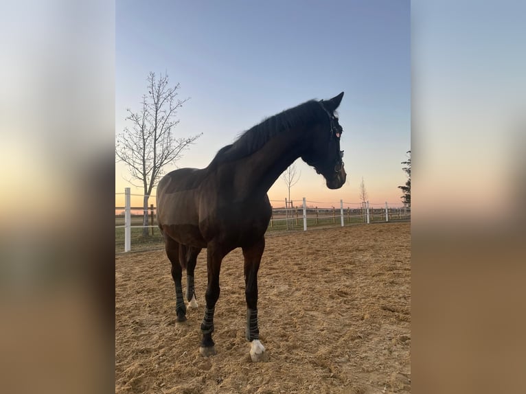 Bayerisches warmbloed Merrie 22 Jaar 164 cm Bruin in Königsbrunn