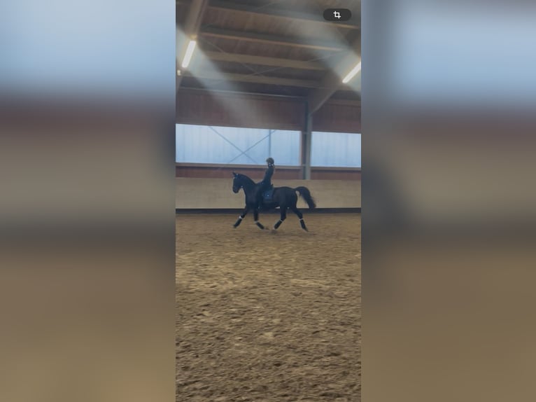 Bayerisches warmbloed Merrie 22 Jaar 164 cm Bruin in Königsbrunn