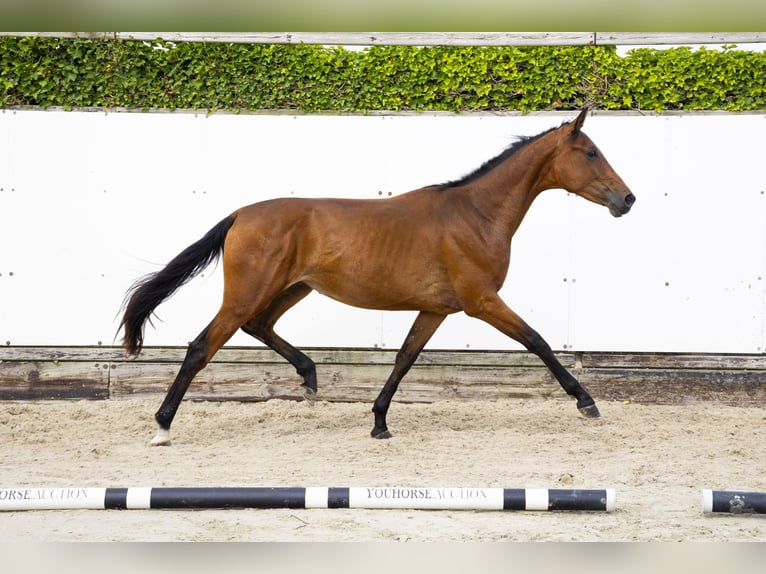 Bayerisches warmbloed Merrie 2 Jaar 157 cm Donkerbruin in Waddinxveen