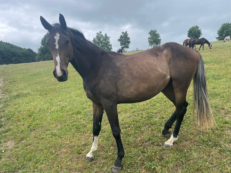 Bayerisches warmbloed Merrie 2 Jaar 166 cm Bruin in W&#xF6;rth an der Donau