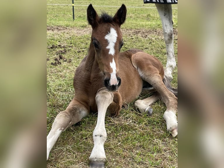 Bayerisches warmbloed Merrie 2 Jaar 166 cm Bruin in W&#xF6;rth an der Donau