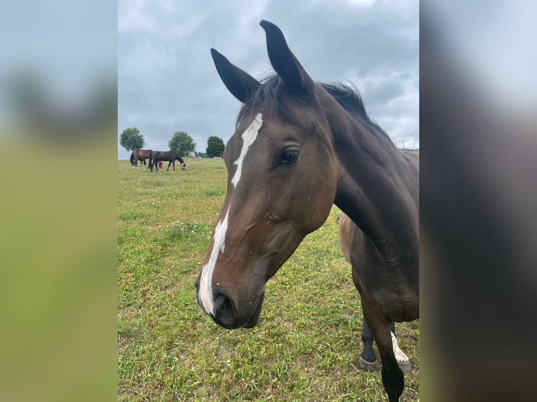 Bayerisches warmbloed Merrie 2 Jaar 166 cm Bruin in W&#xF6;rth an der Donau