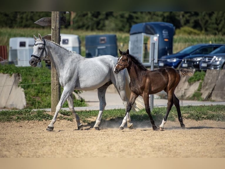 Bayerisches warmbloed Merrie 2 Jaar 166 cm Bruin in W&#xF6;rth an der Donau