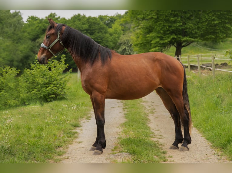 Bayerisches warmbloed Mix Merrie 2 Jaar 170 cm Bruin in Sinntal
