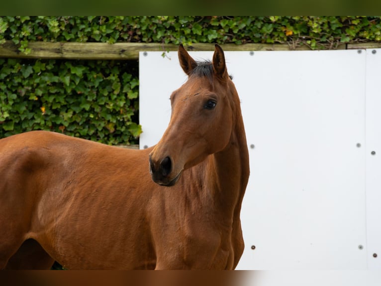 Bayerisches warmbloed Merrie 3 Jaar 154 cm Bruin in Waddinxveen