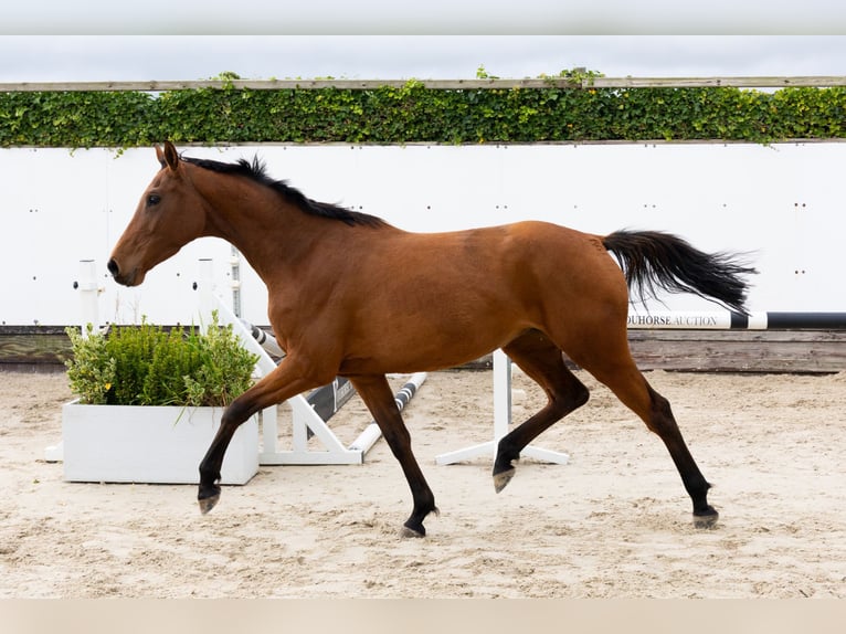 Bayerisches warmbloed Merrie 3 Jaar 154 cm Bruin in Waddinxveen