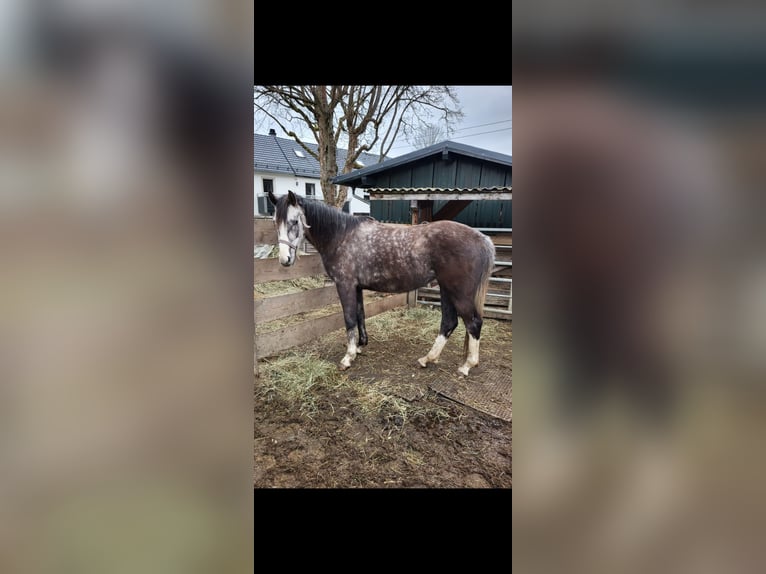 Bayerisches warmbloed Merrie 3 Jaar 175 cm Schimmel in Thierstein