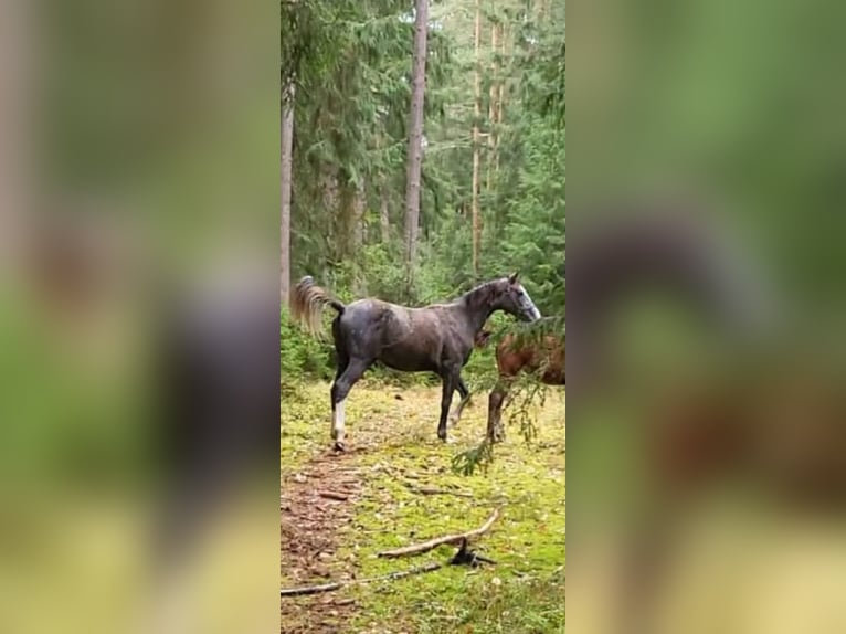 Bayerisches warmbloed Merrie 3 Jaar 175 cm Schimmel in Thierstein