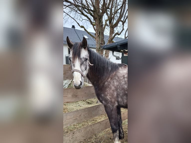 Bayerisches warmbloed Merrie 3 Jaar 175 cm Schimmel in Thierstein