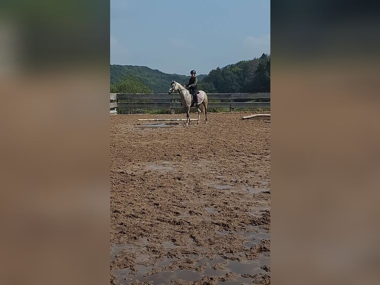 Bayerisches warmbloed Merrie 4 Jaar 162 cm Schimmel in Weismain