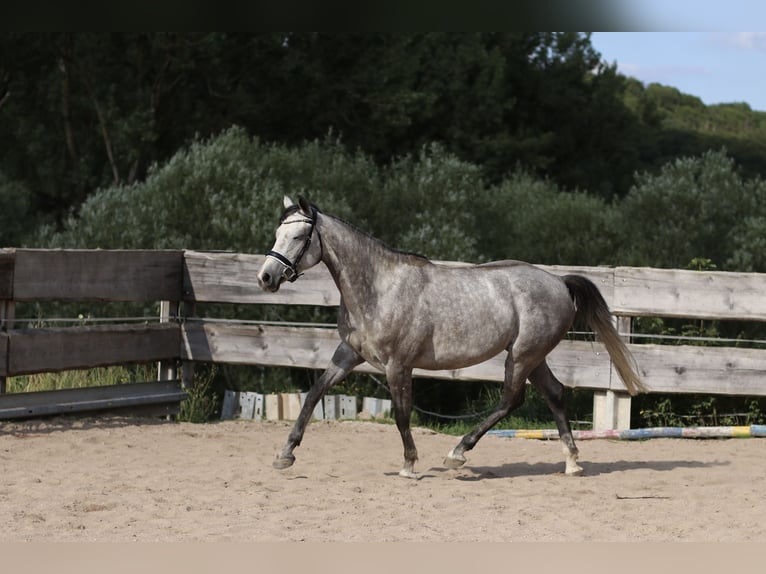 Bayerisches warmbloed Merrie 4 Jaar 162 cm Schimmel in Weismain