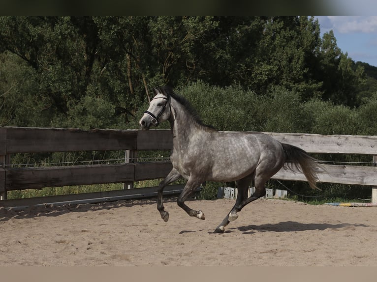 Bayerisches warmbloed Merrie 4 Jaar 162 cm Schimmel in Weismain